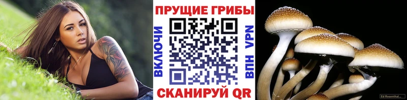 Купить закладки  Жирновск  Псилоцибиновые грибы мицелий 